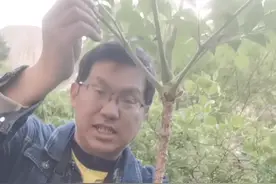 东北人最爱吃的野菜“刺老芽”，山东也有，学名：楤木。我在威海市（乳山市）岠嵎山#刺老芽 #刺嫩芽 #药材 #中药 #植物科普 #中草药 #中药材 #野生药材 #野菜 视频封面