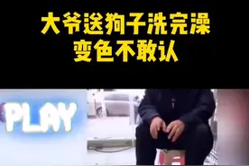 近日，河北定州，一位大爷带狗狗去宠物店洗完澡后不认识狗狗的视频走红。视频封面