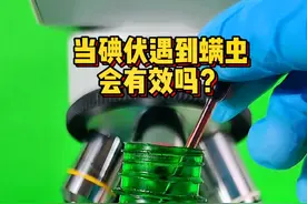 当螨虫遇到碘伏，真的会有用吗？#螨虫 #碘伏 #显微镜 #神奇动物在抖音 #冷知识 视频封面