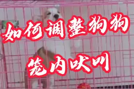 狗狗关笼子乱叫如何处理？？#柯基 #训犬 #轻知识计划 @抖音短视频
