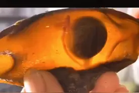 卵生鲨鱼孵化过程。今天带你体验小生命的出生。#海底世界 #海洋生物 @抖音短视频