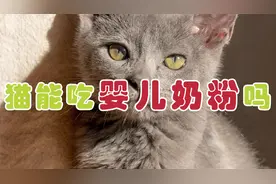 猫不可以喝婴儿奶粉
