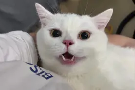 笑死我了 原来小猫咪打喷嚏也会这样#猫咪打喷嚏 #抖音小助手视频封面