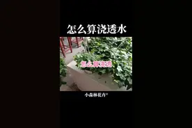 养花怎么算浇透水？不要积水。#养花＃浇水