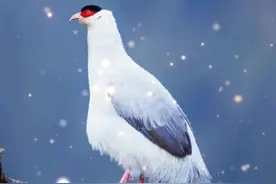 网友在318川藏线“天险”觉巴山处发现了什么动物呢？ #野生动物  #白马鸡  #茶茶野保法宣视频封面