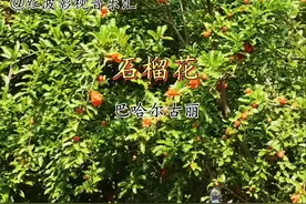 经典音乐《石榴红》@巴哈尔古丽#音乐 #音乐分享 #经典老歌