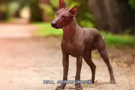 光溜溜？世界十大无毛狗狗专辑，开启篇和老10，是哪种呢视频封面