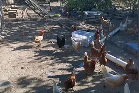 我们平时就是这样用蛋白虫喂鸡，喂的散，这样每只鸡都能吃上一些视频封面