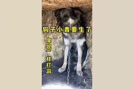 小青要下小狗崽了，开始像狼一样的习性打洞，它紧张我也紧张🙏#撒欢牧场 #三农 #乡村振兴 #狗狗视频封面