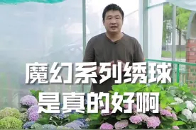 优秀的绣球，品种魔幻系列绣球。#花园植物 #绣球花 #知识创作达人 