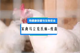#鸡健康保健与生物安全 家禽马立克氏病-疫苗