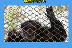 离奇！比利时女子自称与动物园黑猩猩相爱并频繁探望，动物园下禁令视频封面