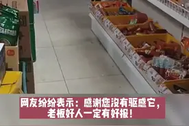 母猫天天来偷火腿肠，女店主“怒”曝光盗窃全过程，下一幕太暖心#喵咪 #暖心正能量 #火腿肠 视频封面