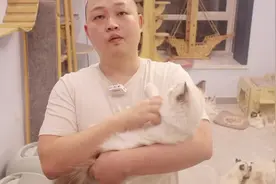 猫咪怀孕后的变化#布偶猫 #萌宠出道计划 #萌宠 #猫 #宠物