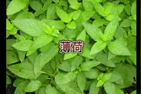 薄荷与留兰香的区别，留兰香不含薄荷脑、薄荷油；#大自然的馈赠