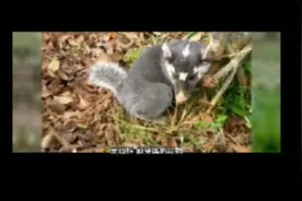 原来这个叫鼬獾（you   huan），我们四川叫拱猪子视频封面