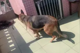 德国牧犬犬，母2岁左右生过一窝！不在家乱拉，不乱叫，不凶人视频封面