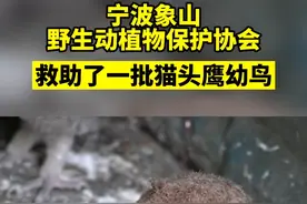 悉心照料两个月，猫头鹰宝宝们要”自力更生“啦！视频封面