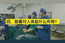 胆囊在人体中起什么作用？#医路有你 #医学科普 #胆囊结石