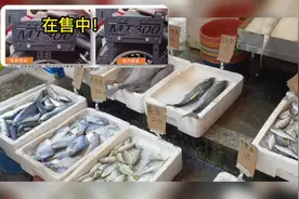 TR300闪300灰石300CM300边包边包支架买菜篇B#机车改装文化