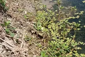 吐泡泡的鳝鱼。视频封面