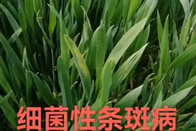 细菌性条斑病，可用氯溴，或枯草芽孢杆菌治疗！