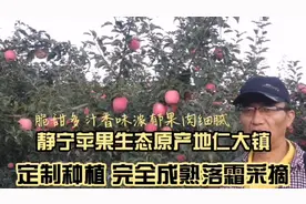 苹果🍎熟了，高海拔生态原产地甘肃静宁苹果，核心产区仁大镇晚