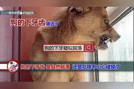 狗狗下牙齿掉了之后还会重新长出新的吗？#小胖科学家疑似虐狗视频封面