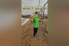 #细锋哥 #南美白对虾养殖 #水产养殖 茶麸+生石灰（三）作用@抖音短视频视频封面