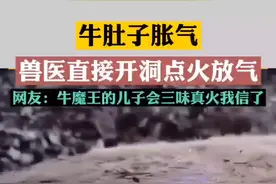 网友：牛胃鼓气，产生甲烷气体，可以点燃。#神操作 #疯狂动物城 