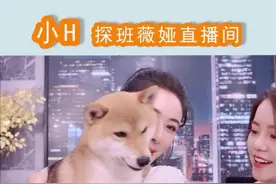 看着小h从小奶狗到有了小o和四个娃，而我一直是单身，羡慕狗生赢家小h🐶🐶#小H探班薇娅直播间