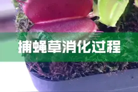 捕蝇草捕食苍蝇后是如何消发的？@DOU+小助手