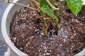 黄泥土栽培的茉莉花换盆换土方法#花卉绿植 #养花 #抖音618好物节 #茉莉花 @DOU+小助手视频封面