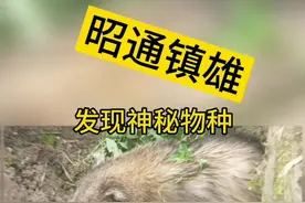 经常拱老百姓庄家，掉到山坑里还得就它上来，谁叫 它是#国家二级保护动物 @抖音短视频视频封面