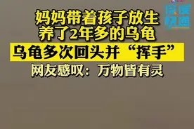 山东临沂#孩子放生养了2年多的乌龟 乌龟频频回头“挥手”道别。网友：好感动#万物皆有灵 #乌龟视频封面