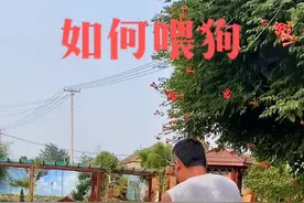 关于如何喂狗，发现最近好多狗友问我这个问题，视频有点长，给需要的人#伯恩山 #中亚牧羊犬 #猛犬 #宠物视频封面