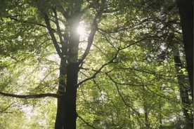 我歌颂粉笔。它给予我学问，勾勒我的灵魂，指点我的前程视频封面