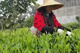 重新介绍一下自己，我来自四川雅安名山，茶叶之乡