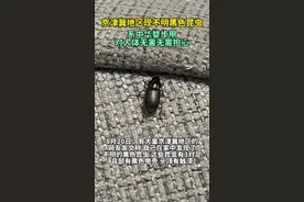 京津冀地区现不明黑色昆虫 系中华婪步甲，对人体无害无需担心