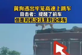 7月15日,河南驻马店,黄狗逃出牢笼高速上跳车，目击者：提醒了前车，但是司机没停车…视频封面