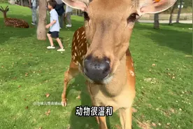 南京金牛湖暑期自驾及游玩攻略来啦!!! #南京金牛湖野生动物王国