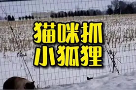 猫咪居然抓到一只小狐狸？它能逃出人类的手掌心吗？#迷惑行为大赏 #反转