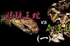 眼镜王蛇vs加蓬咝蝰视频封面