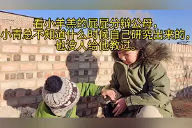 看小羊羔的屁屁分辩公母，不知道什么时候自己研究出来的