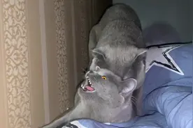 #灵猫传手游 不知道为什么大猫老咬小猫#沙雕猫咪的日常