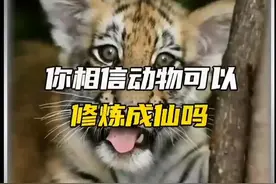你相信真的有动物可以修炼成仙吗？#动物 #修炼 #雷峰塔 视频封面