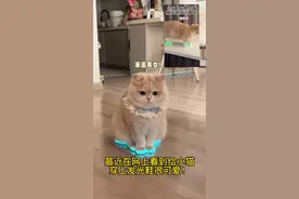 当给我的猫穿上发光鞋！没想到这么可爱！#薄荷猫猫 #豆柴 #豆柴猫粮 #吃豆柴猫狗肠胃好