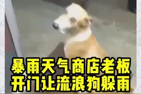 国外一商店老板暴雨中为流浪狗开门让它避雨，狗狗犹豫了一会才走进来在门口坐下@抖音短视频视频封面