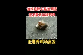 近期养鸡场出现扭脖观星拖地走的情况特别多，一定要注意了，新城和沙门都会导致，需要结合大群分析#养鸡 #新手养鸡 #养鸡技术指导 #养鸡小妙招 #养鸡人 #养鸡技术 #生态散养土鸡 #禽病防治 #鸡病防治 #土鸡 #科学养鸡 #禽病技术指导 #养殖 #养殖技术 #蛋鸡 #农村散养土鸡 #养殖技术交流 #新农人计划 #三农 #我要上热门 
