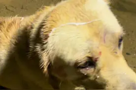 放开铁链的那一刻，解开他的心结#狗狗 #拉布拉多 #狗打架视频封面